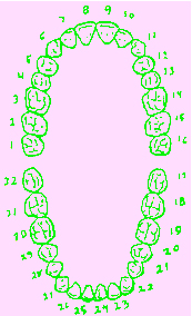 numbers of teeth