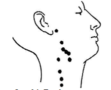 the neck lymph nodes