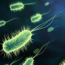 Микробите могат да победят и най-здравия организъм