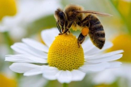пчела събира мед