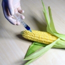 ГМО = диабет, рак... смърт